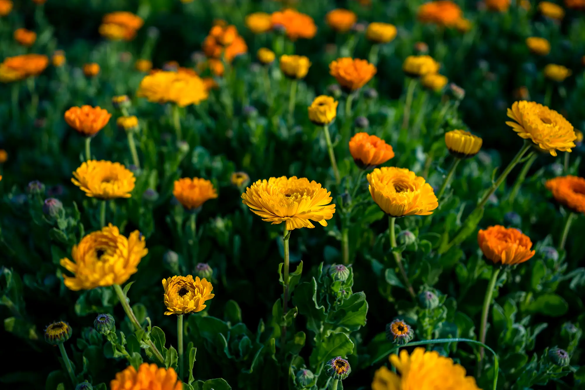 Calendula