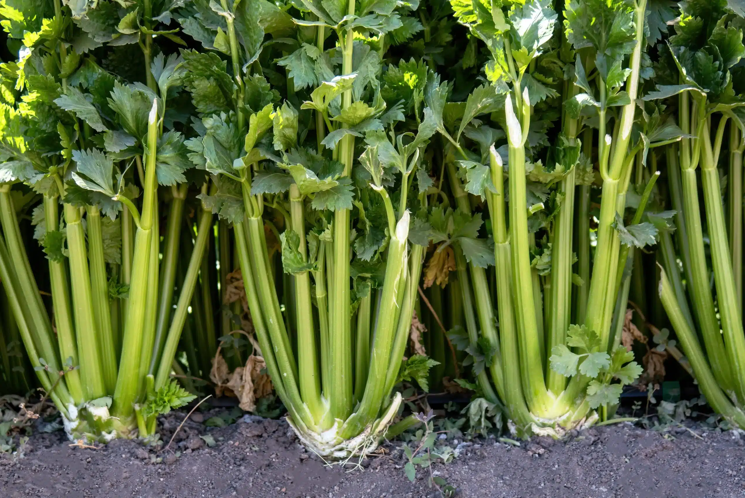 Celery 