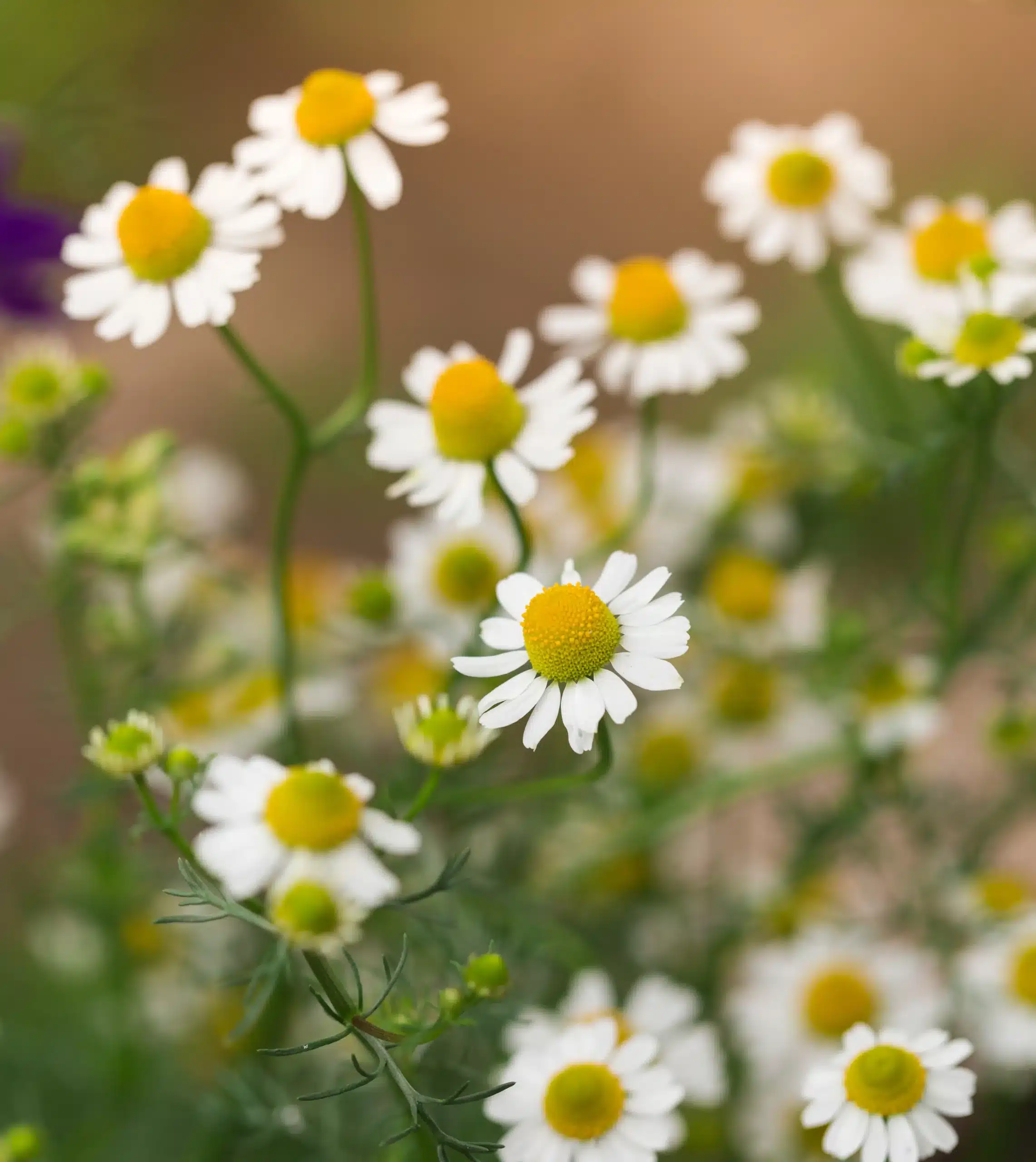  Chamomile
