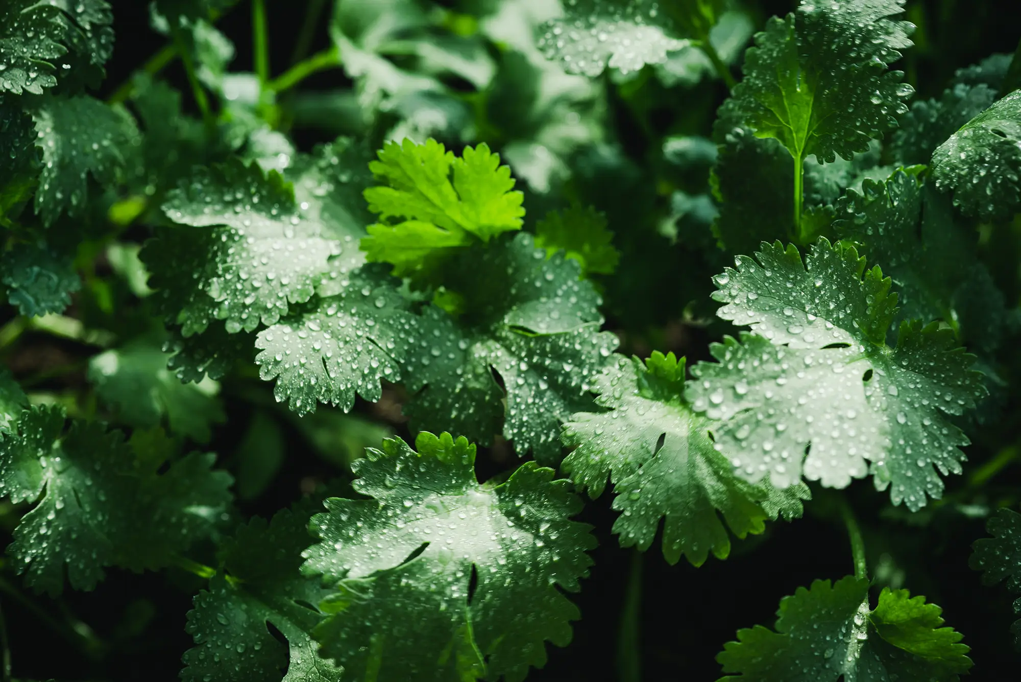 Coriander
