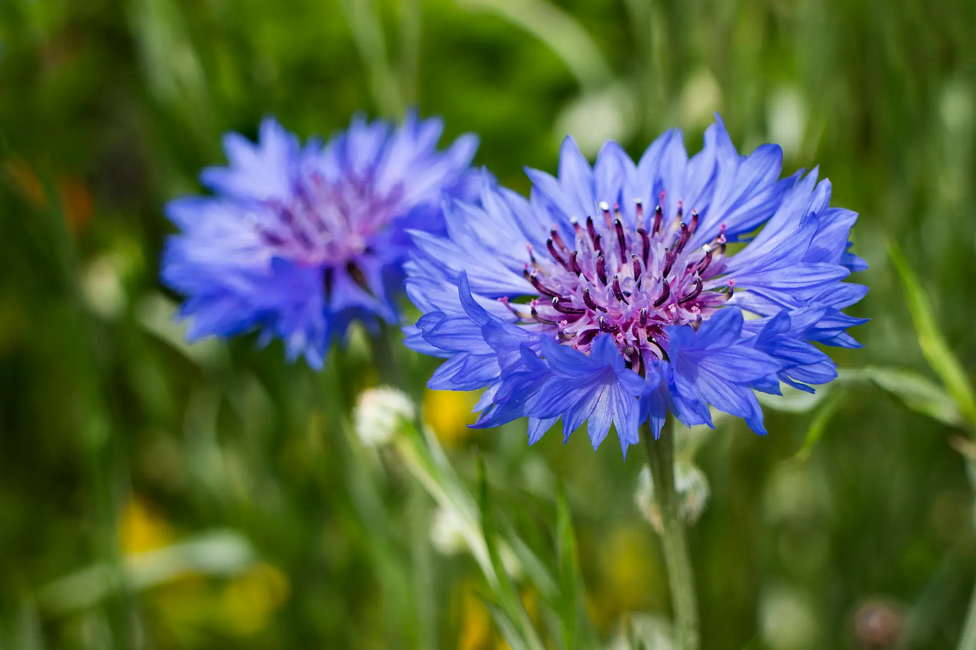 Cornflower