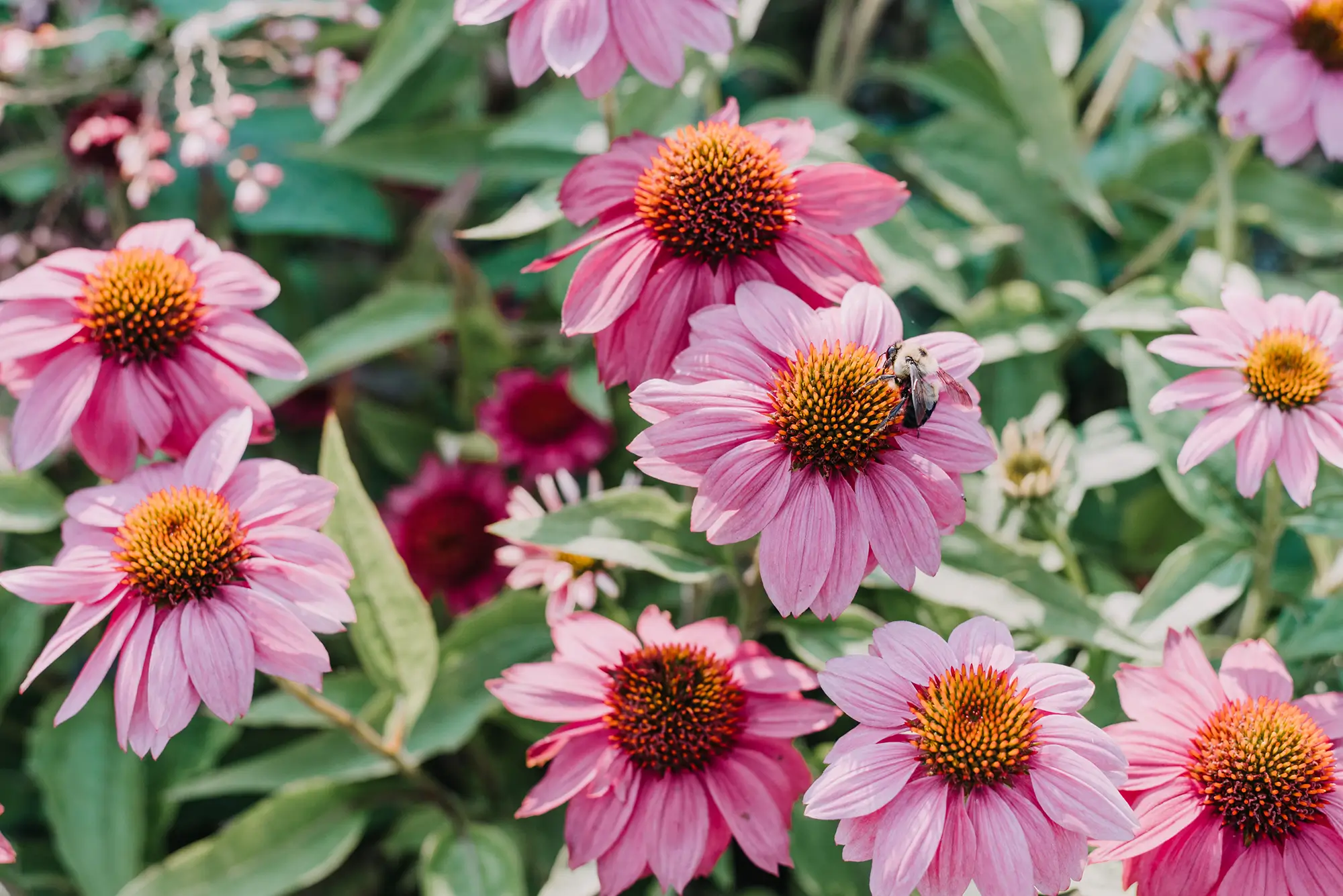 Echinacea