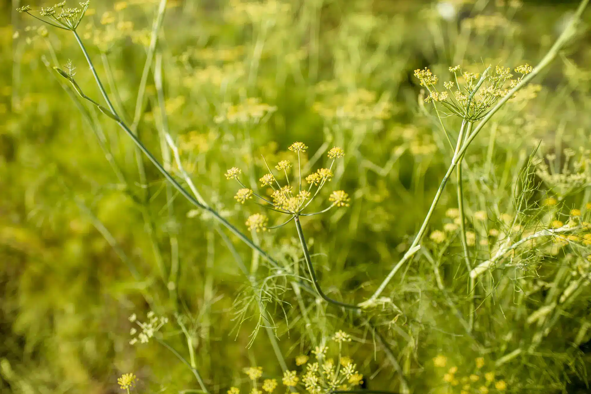 Fennel