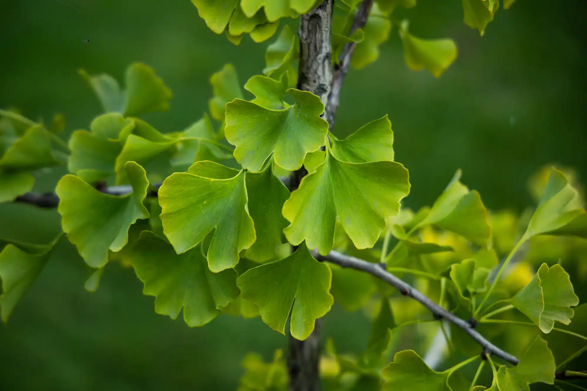 Ginkgo