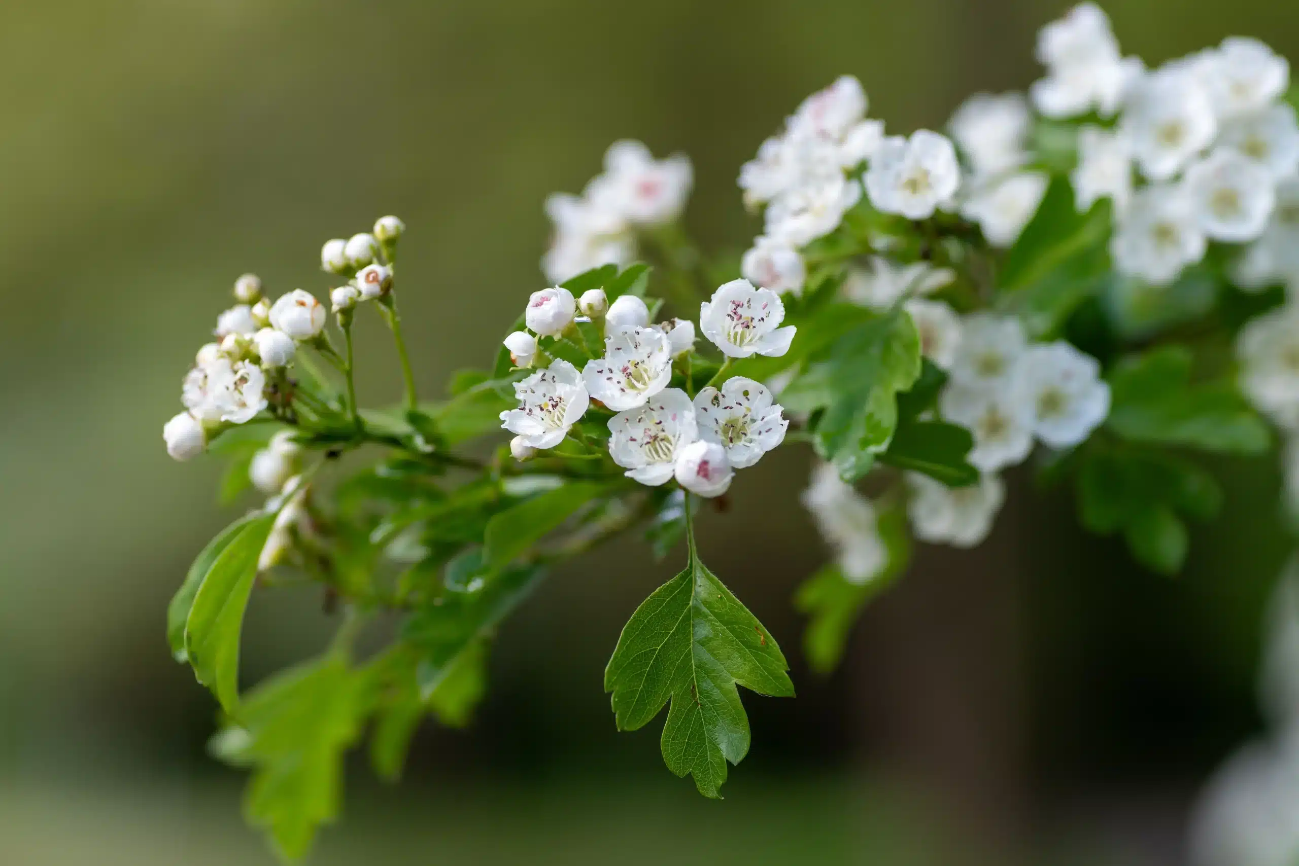 Hawthorn Leaf & Flower