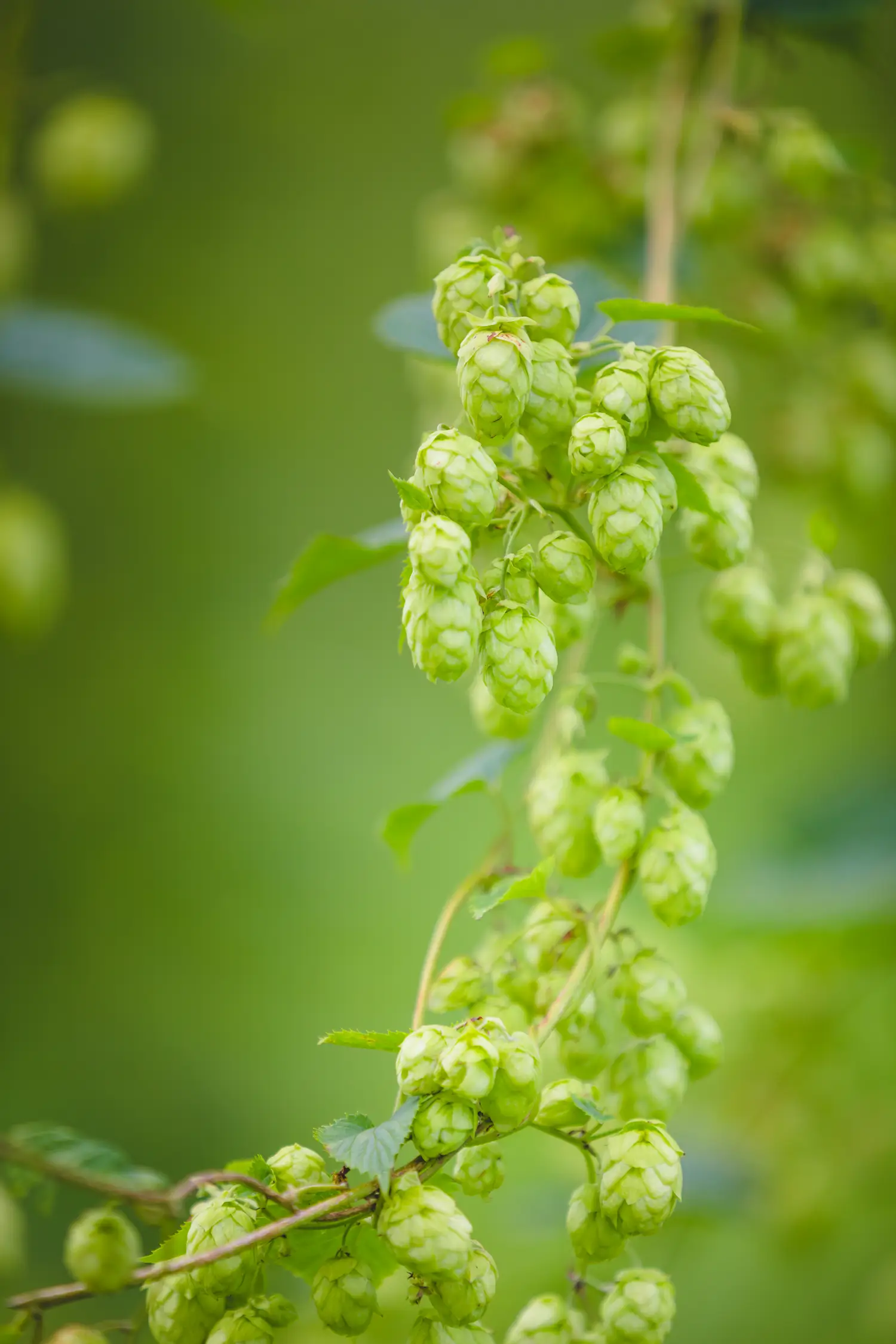 Hops Flower
