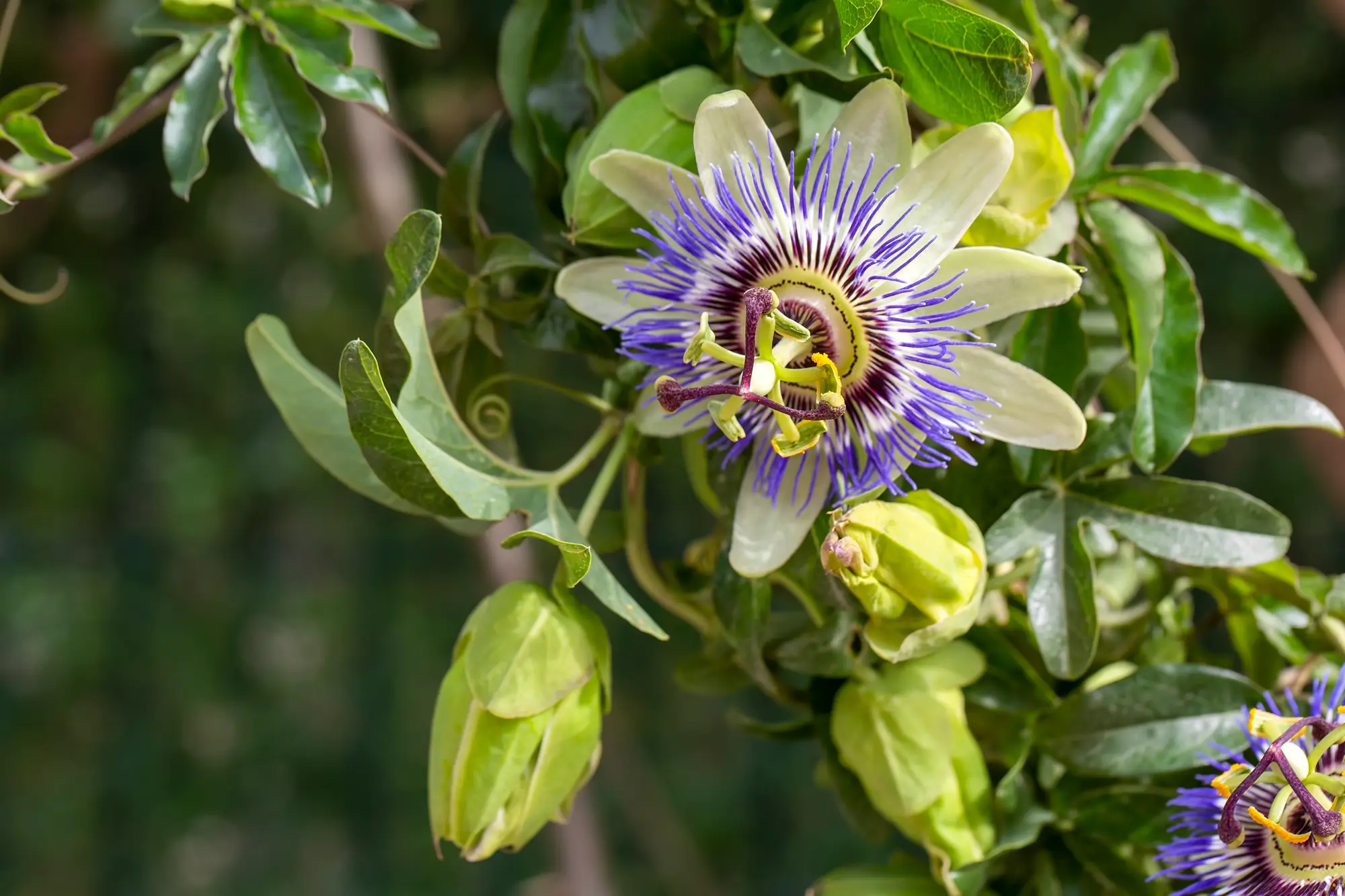 Passion Flower