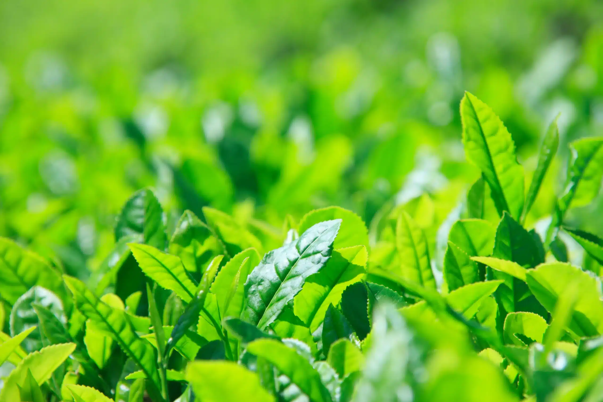  Australian Black Tea