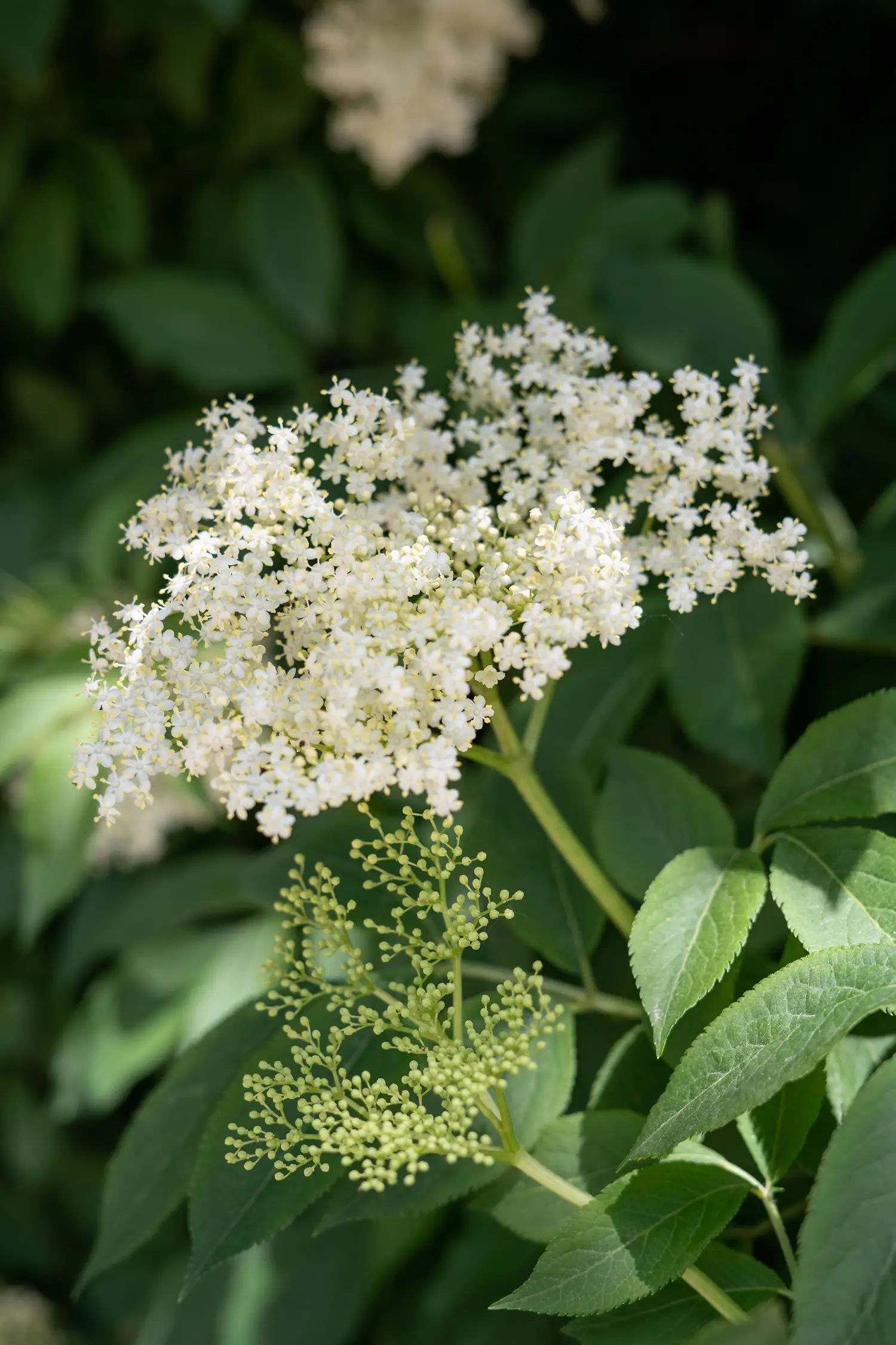 Elderflower