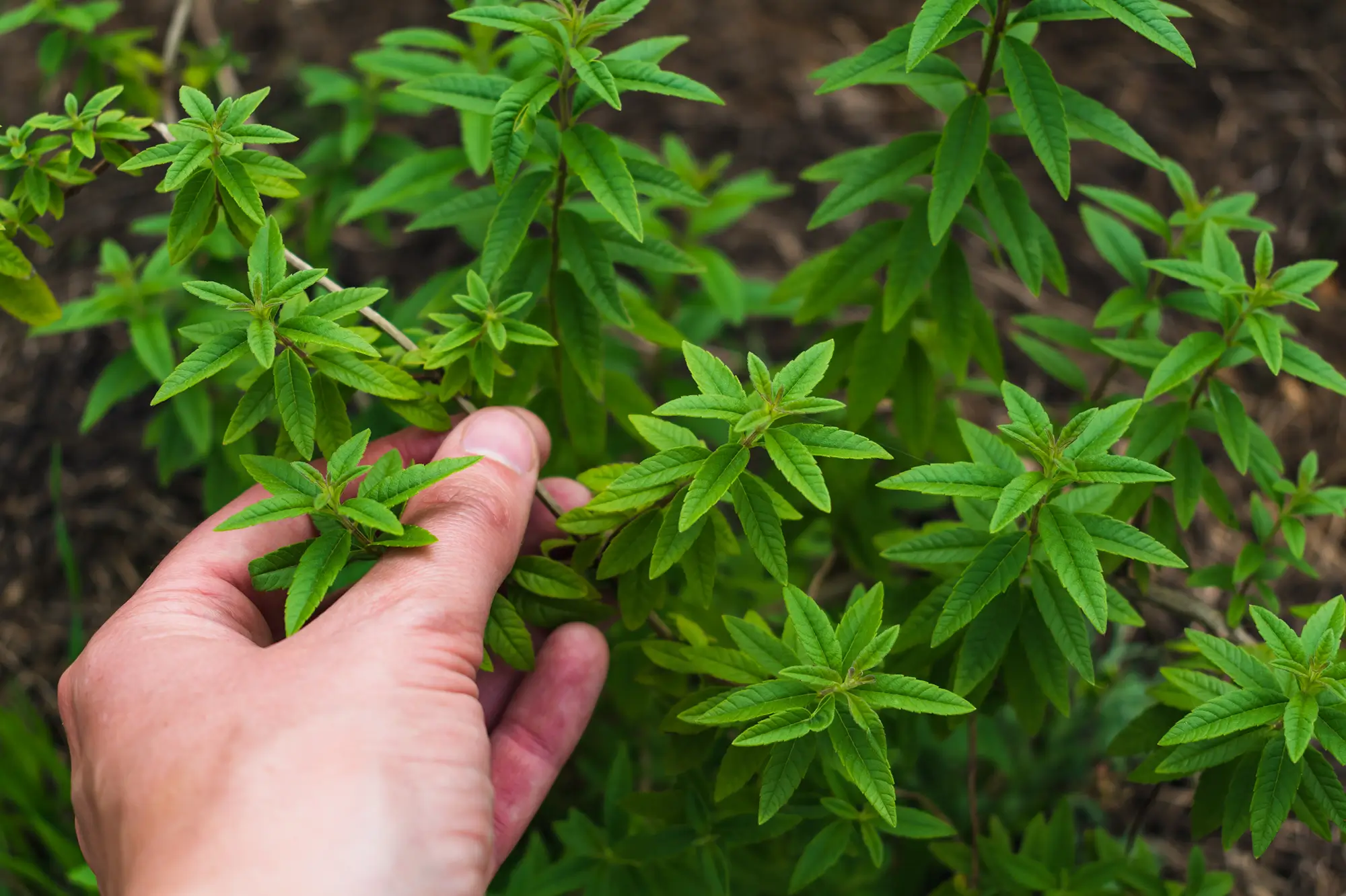 Lemon Verbena Leaf