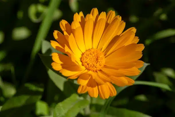 Calendula