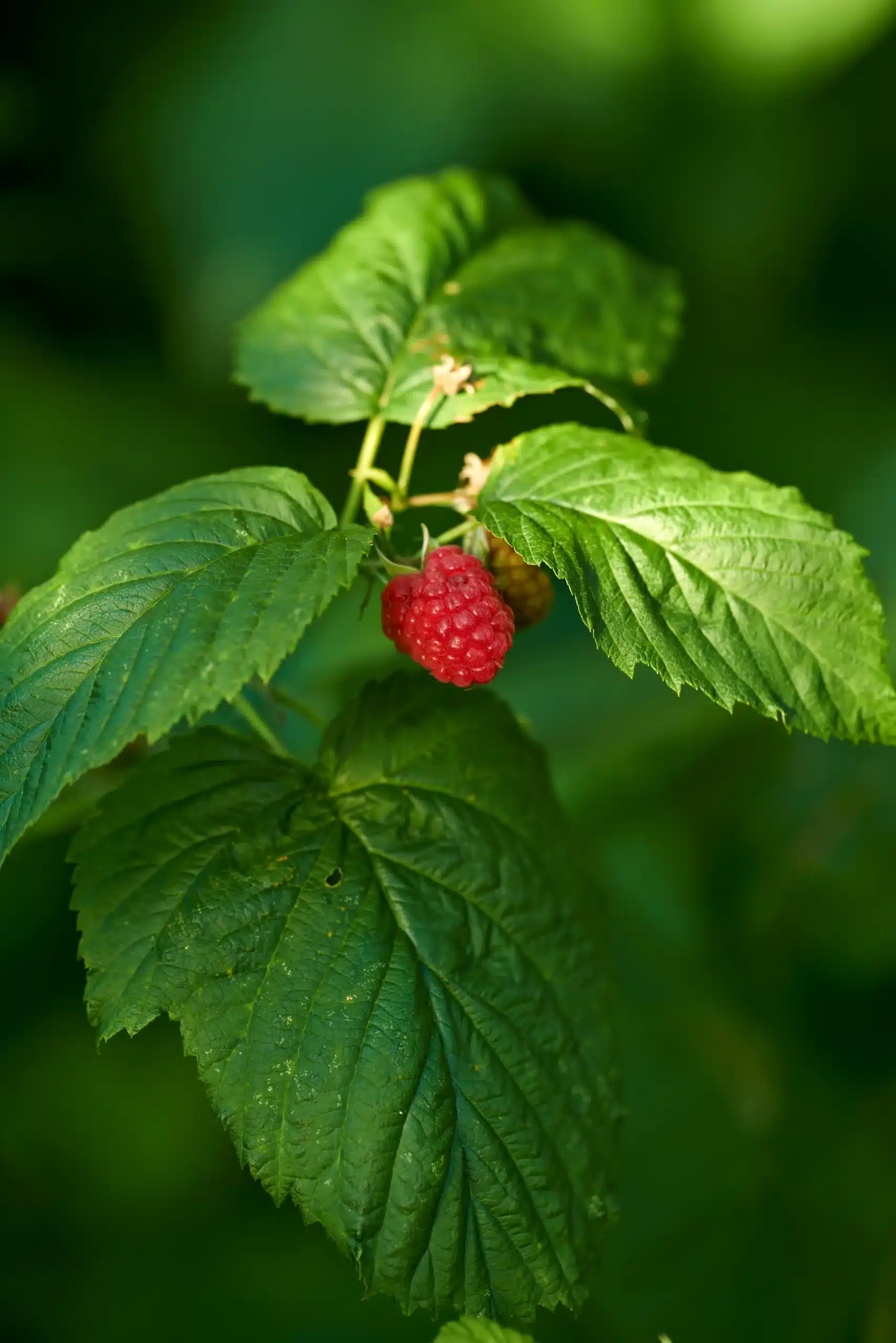 Raspbaerry Leaves