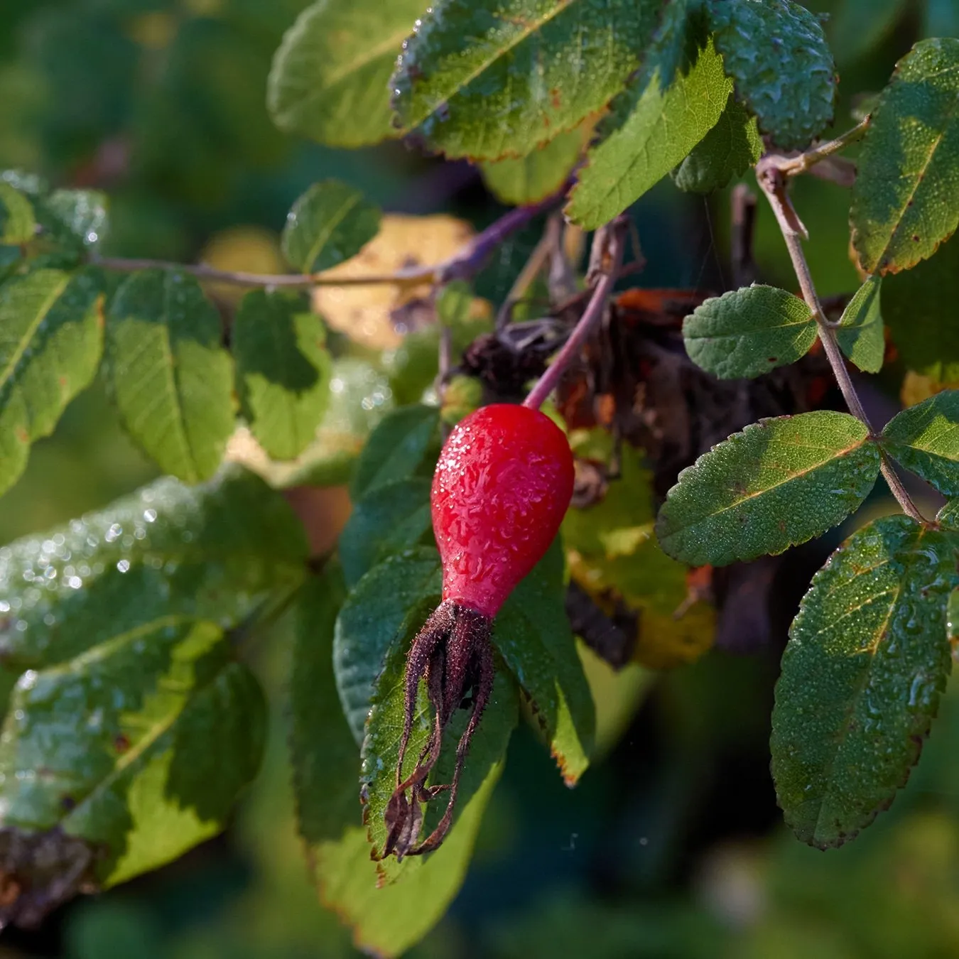 Rosehip 