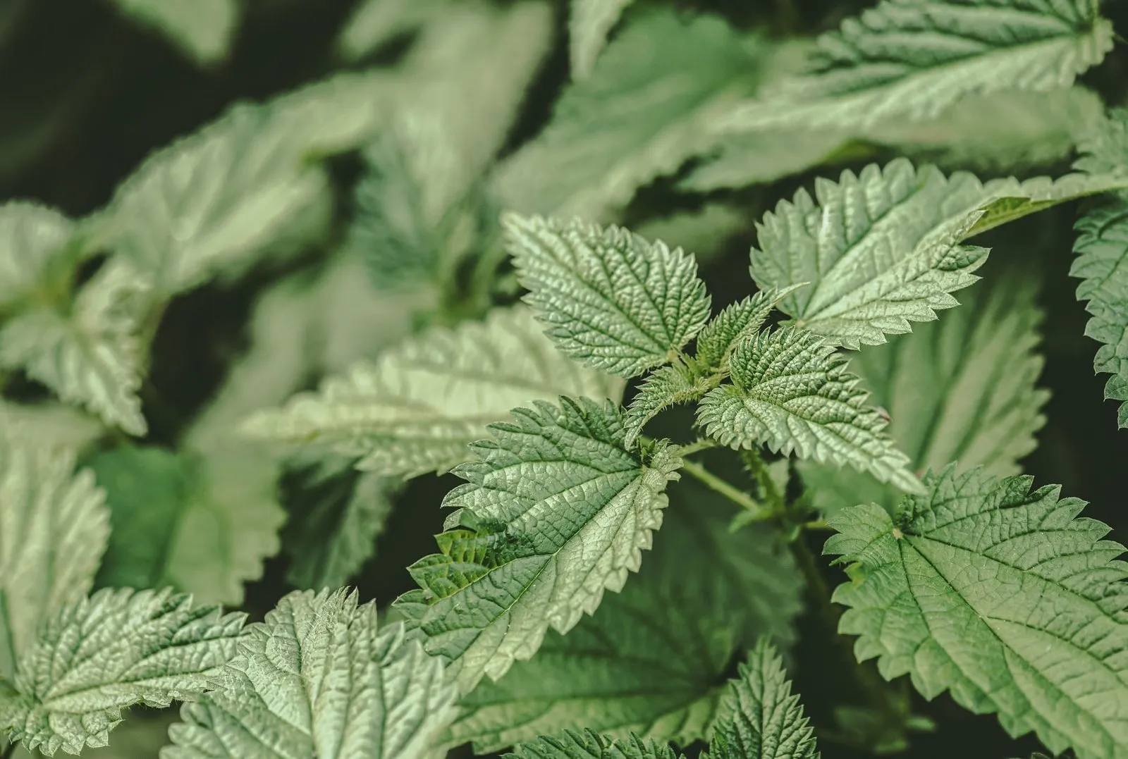Nettle Leaf