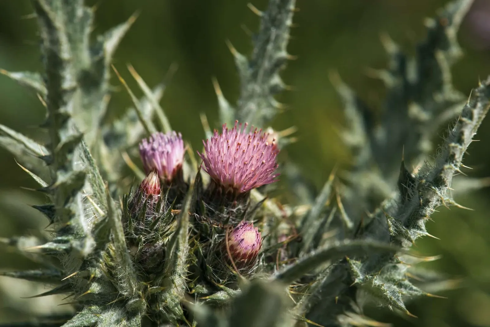 St Mary’s Thistle